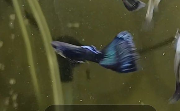 Продам гуппи чистая линия