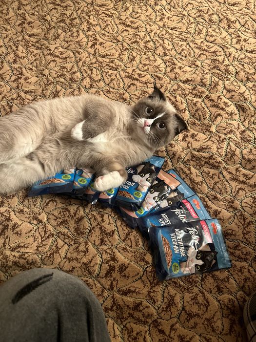 Шотланская кошка, девочка, 7 месяцев отдам в хорошие руки