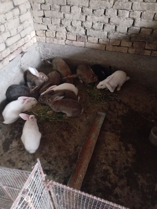 Quyonla sotiladi 50 mingdan 400 yuz mingacha