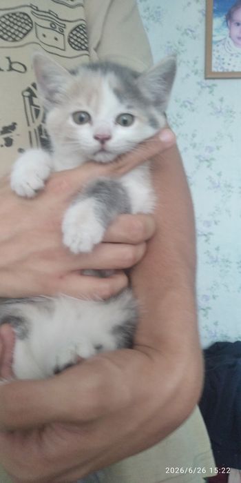 Котенок девочка трехцветка
