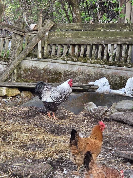Vând cocoșul din poza