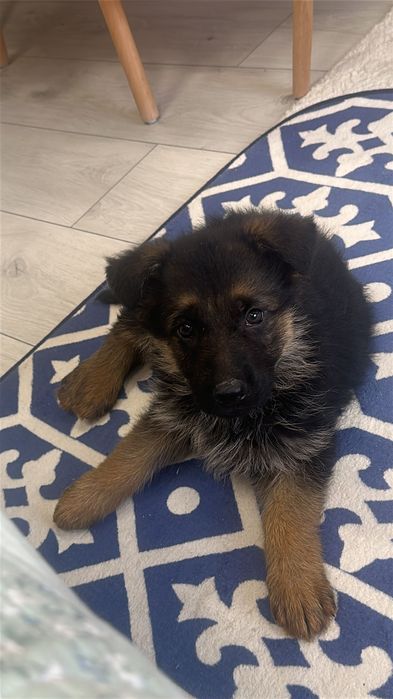 продам щенка немецкой овчарки