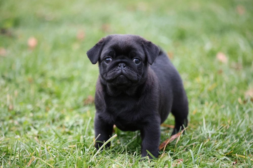 Mops Pug Negru Canisa autorizata Dogisland K9