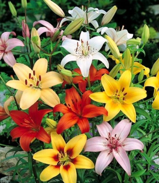 Лилия гули боллари Детки лилии