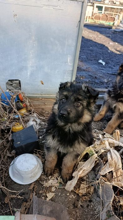 Щенок немецкой овчарки