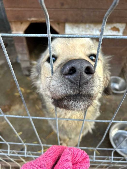 Adopta un caine - un sufletel are nevoie de stapan!