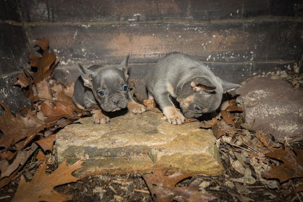 Френски булдог момче и момиче