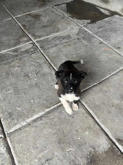 Мальчик в хорошие руки