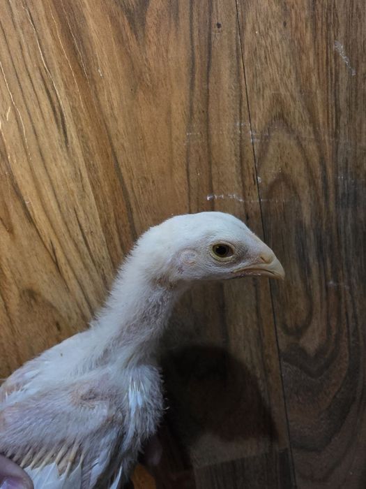 О шамо жожалари сотилади тоза кон