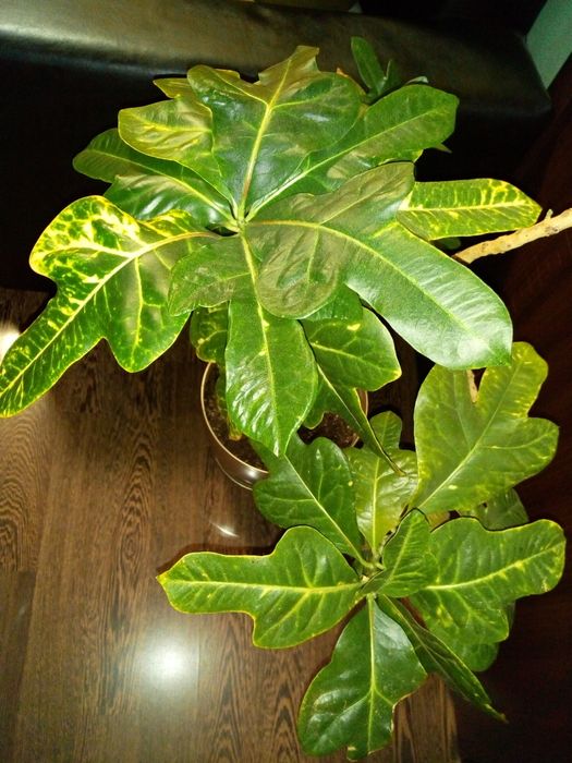 Коледниче,исусов венец,кротон,бамбук,дървовидно алое,красула,сенсевиер