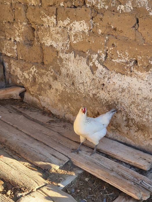 Осы тауық сатылады