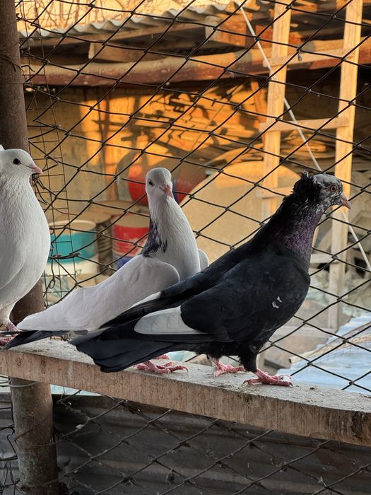 Шейка голубка жук самец бакинцы