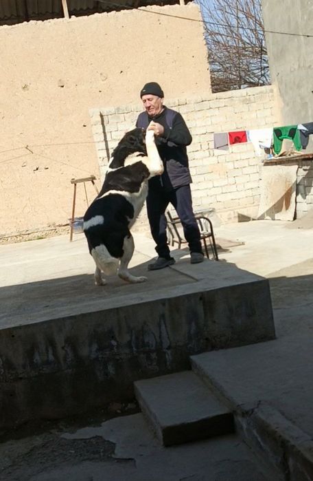 Zotdor kuchuklar bor