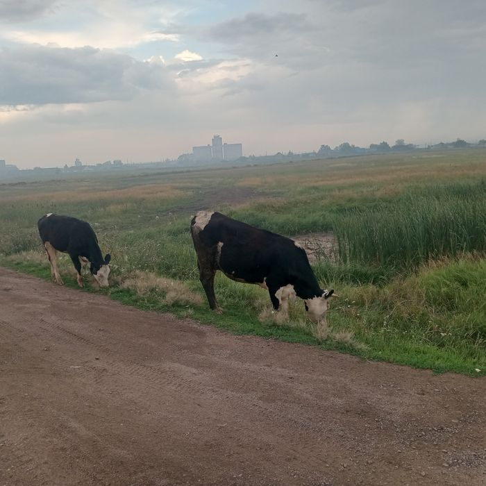 Сауын сиыр бұзауыменен