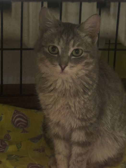 Котятка Аксу бесплатно