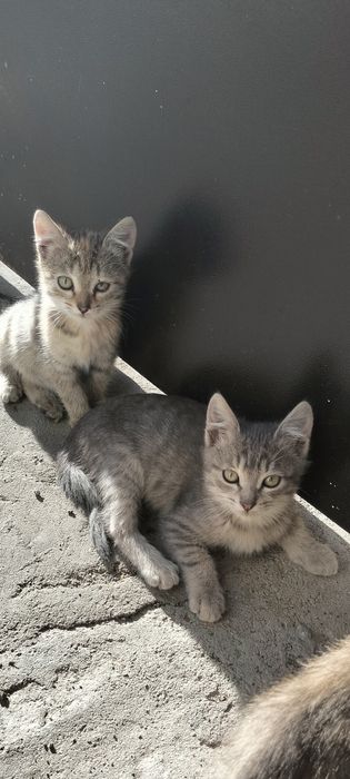 Котята ищат дом.