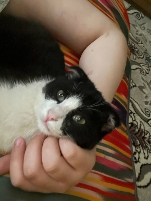 Asal mushukchamiz aqilli latokgaqiladi axlatini emlangan