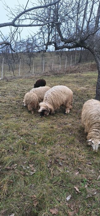 Licitez berbec ,vârstă 3 ani