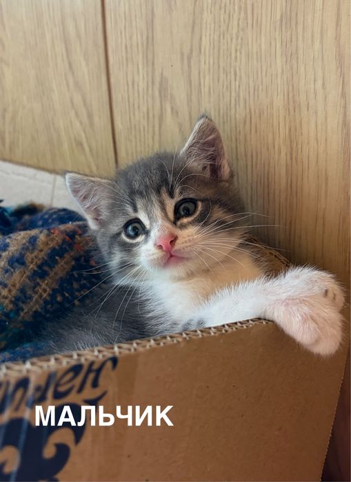 Котята в добрые руки