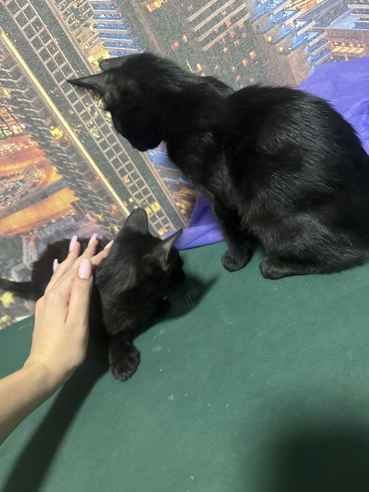 Отдам в добрые руки котята