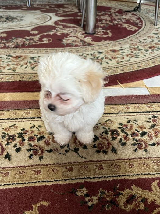 Bichon maltez femela si mascul