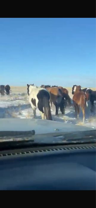 Бие мен жабагы сатам