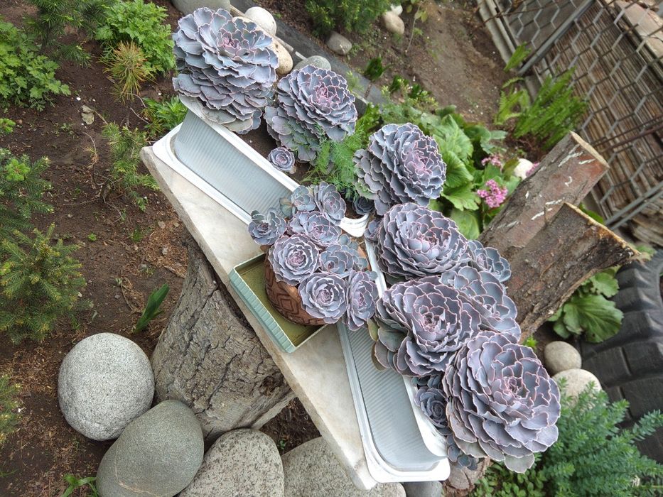 Продам отростки каменной розы