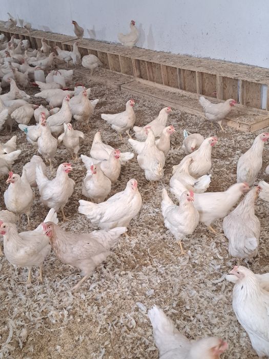 Несушка Тауык Куры Коралл