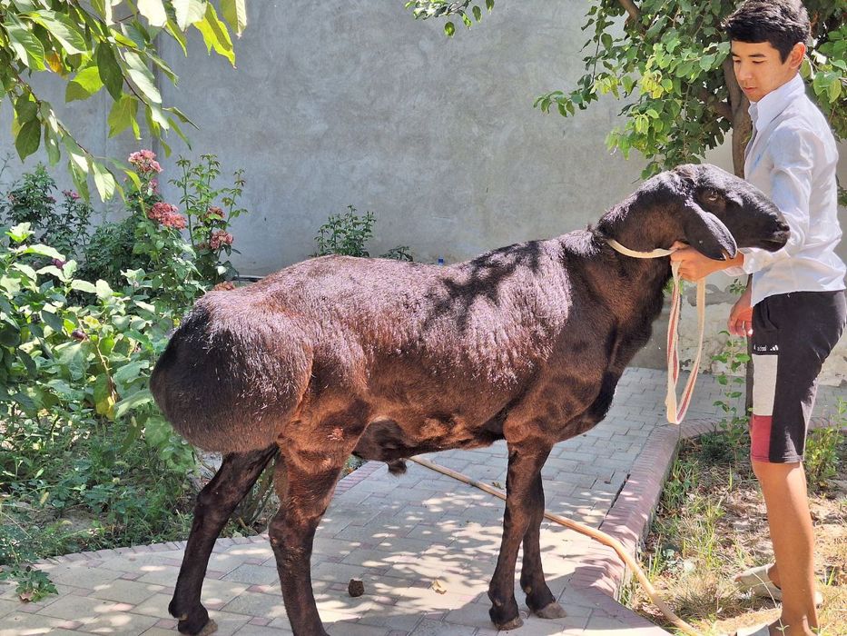 Киргиз коркор зотга сотилади