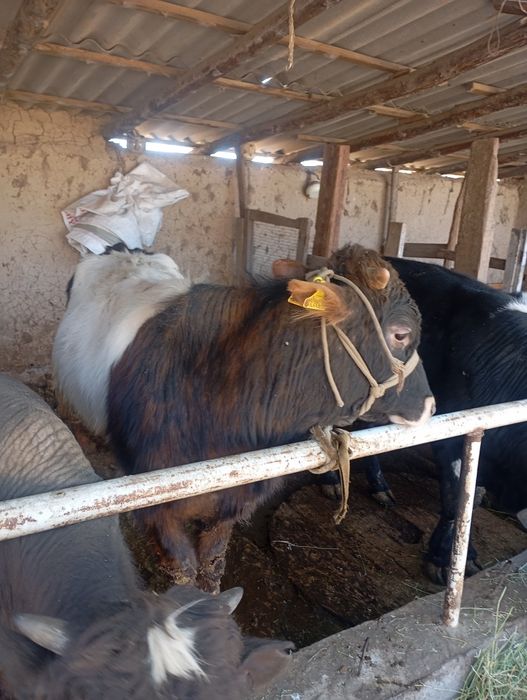 Домашний бык 1.2 месяцев