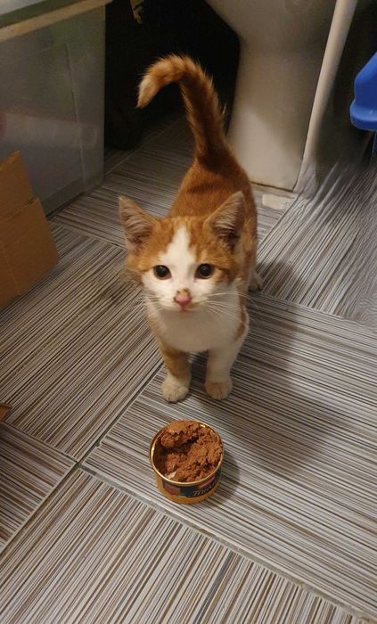 Намерено - Рижаво мъниче спешно търси дом