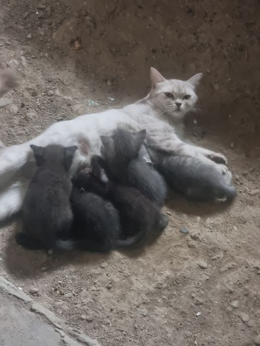 Котята скотш страйт