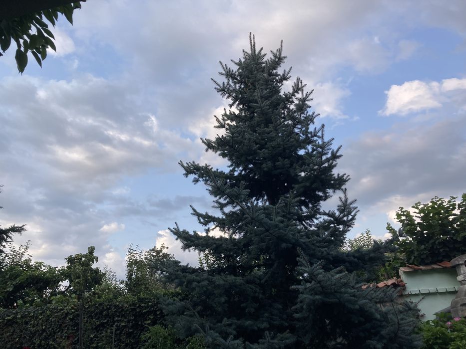 Brad argintiu 6-7 m, cu radacina