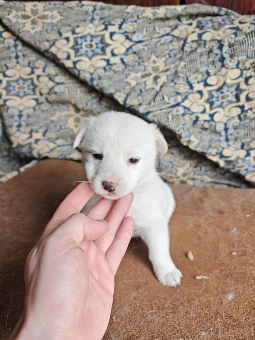 Подарявам Кученца