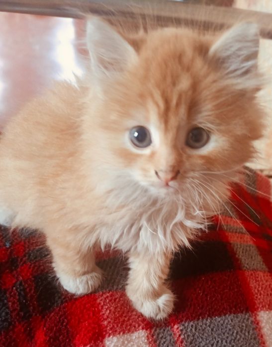 Котенок девочка рыжуля