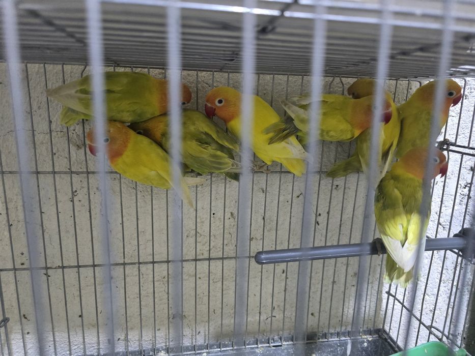 Неразлучники маскывые