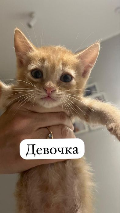 Отдам котенка девочку