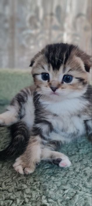 Продаются вислоухие котята