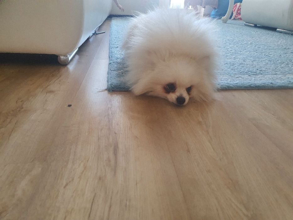 Взяка померанскии шпиц