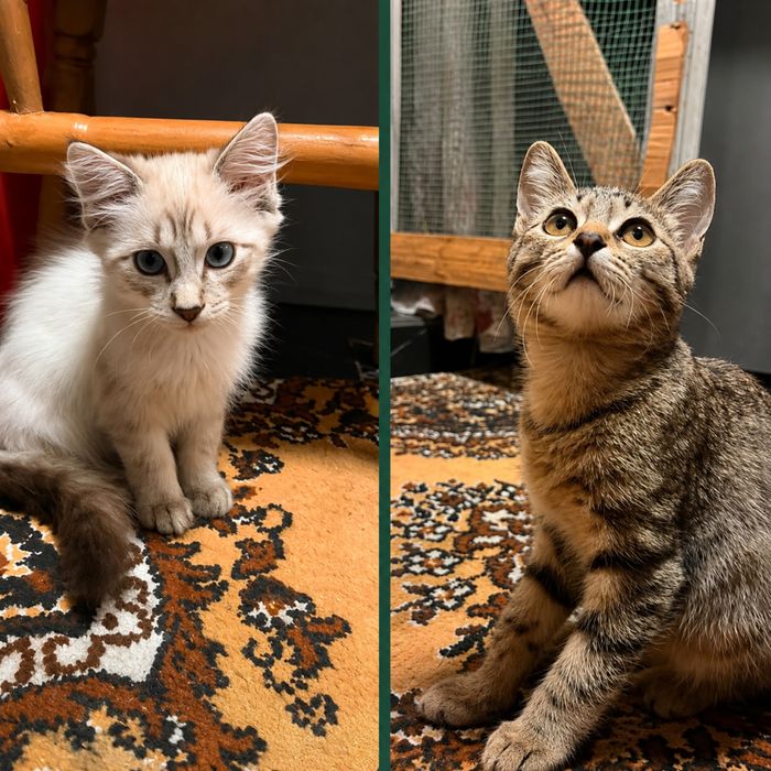 Отдам котят к лодку приучены
