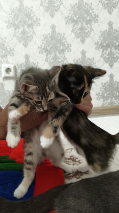 Котята в добрые руки