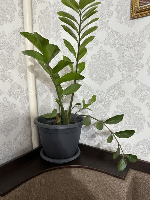 Продам домашние цветы