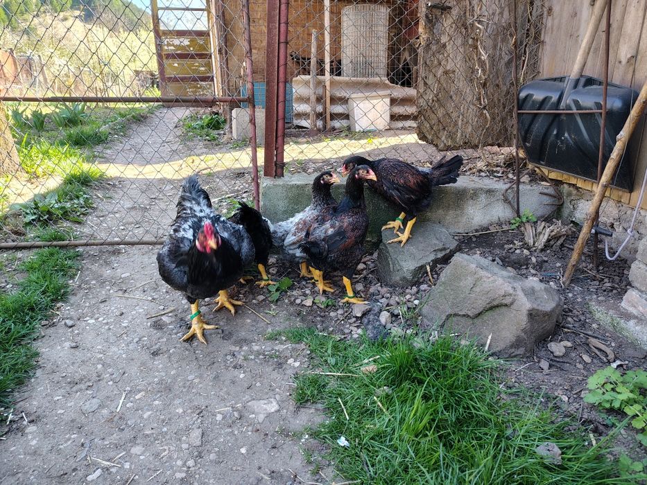 Oua pentru incubat Găini rasă