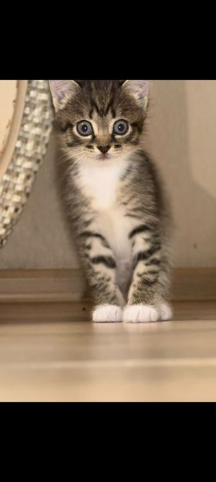 Котенок маленький ест сам