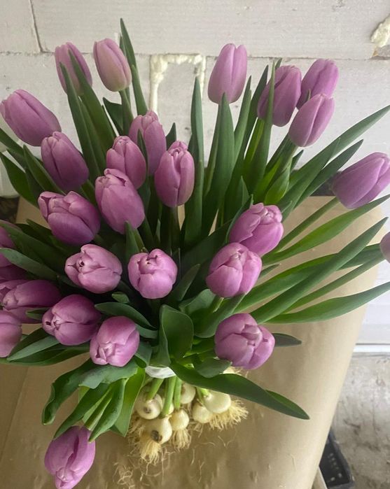 Продам тюльпаны оптом