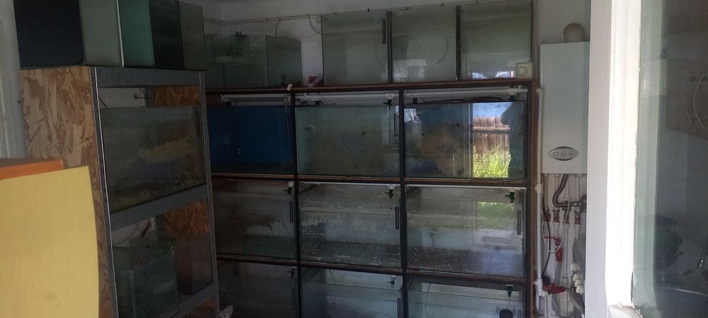 Acvari de vanzare cu stand și instalație aer și apa.