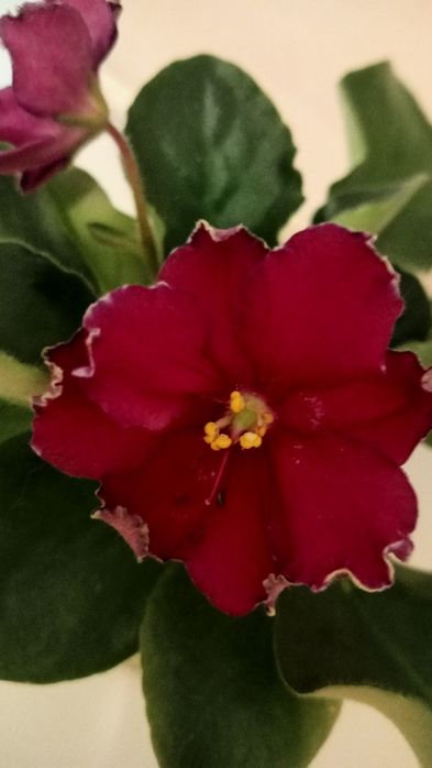 Детки фиалки AB-"Сердце матери"