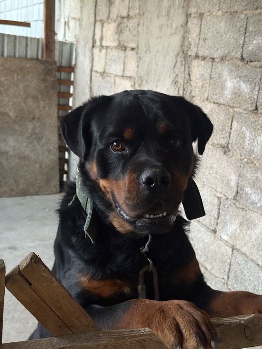 Родословный ротвейлер