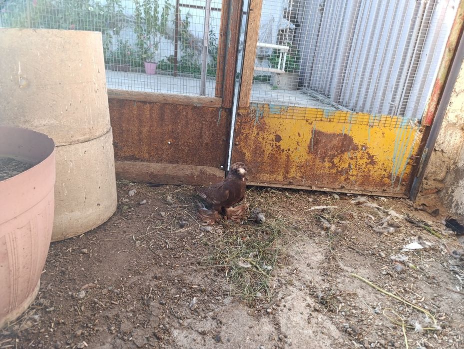 Голубь Бухарский барабанщик молодой пол пока не известен