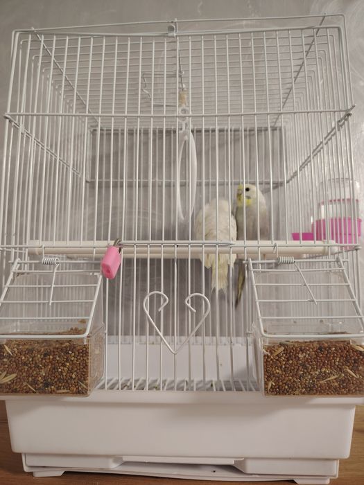 Папугай за 15000т Продам